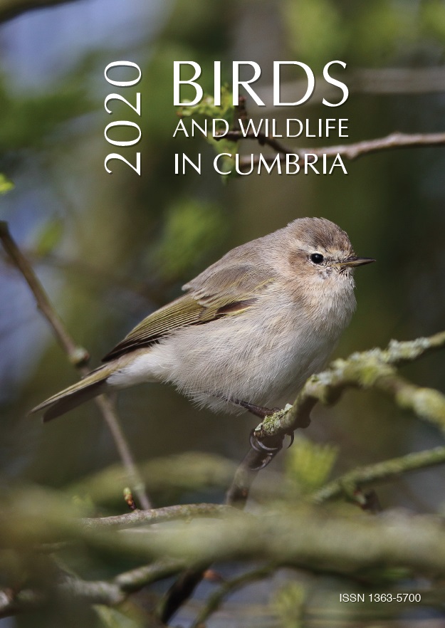 Bird and Wildlife in Cumbria 2020