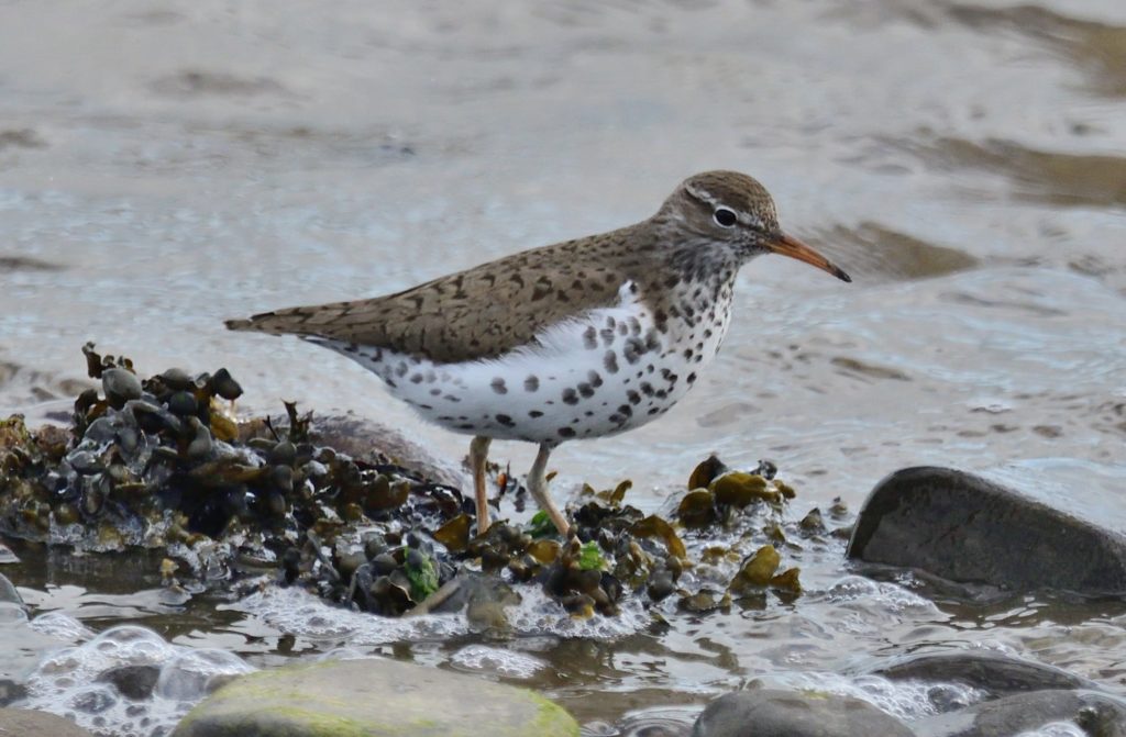 2022-06-29_62bc6e10d4fba_Spotted-Sandpiper-Bowness-on-Solway-KM