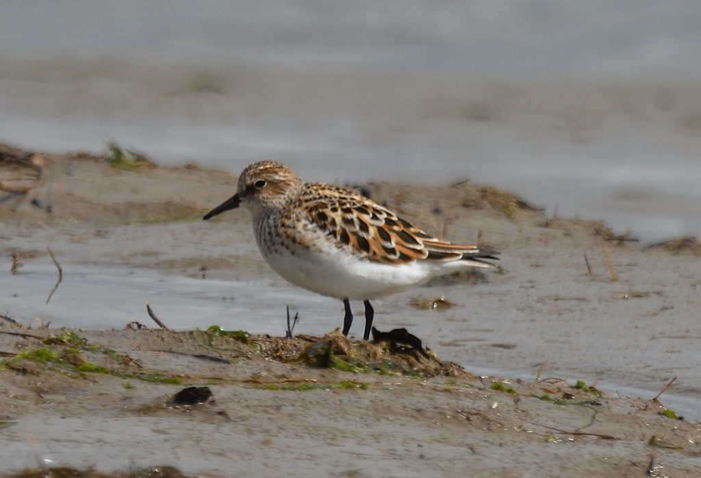 2022-06-29_62bc6f102ae77_DSC_2409_00001-Little-Stint-Solway-2022-05-24-KM