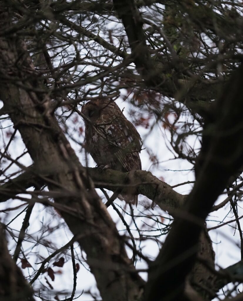 2022-12-01_6388d8060a0e6_PC010572-tawnyOwl-crop