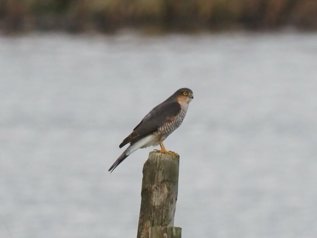 2022-12-05_638e10f946bd3_PC042283-u-sparrowhawk