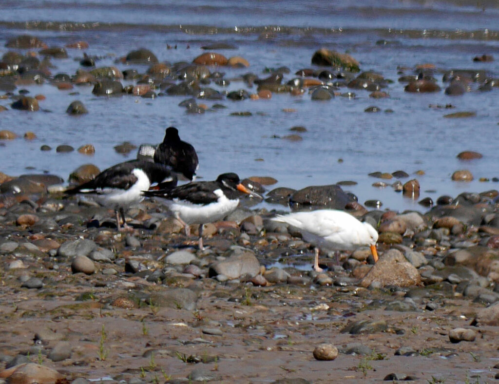 2023-06-14_6489bb8cddafb_White-Oyster-Catcher-Skinburness-2