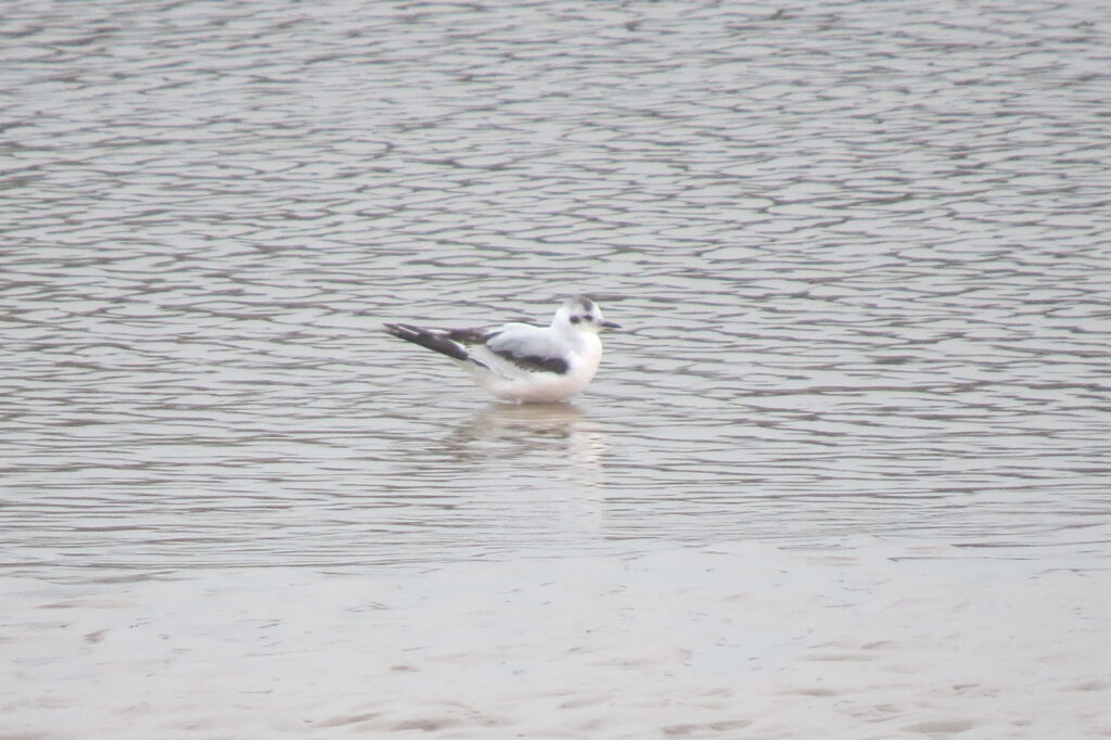 2024-03-17_65f6f2ac59955_LittleGull